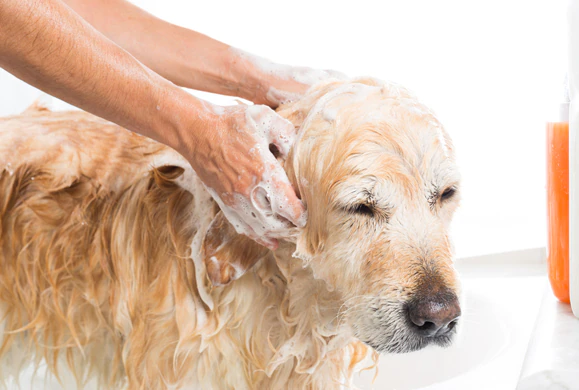 Tắm cho chúng thường xuyên Nếu bạn tắm cho thú cưng ở nhà, hãy đặt lời nhắc trên điện thoại hoặc hay trên lịch để bạn không quên.