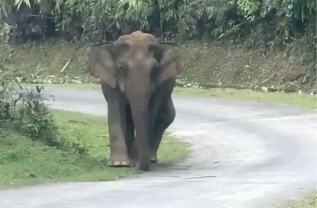 Con voi cái hơn 30 năm tuổi thong dong đi trên đường tỉnh lộ