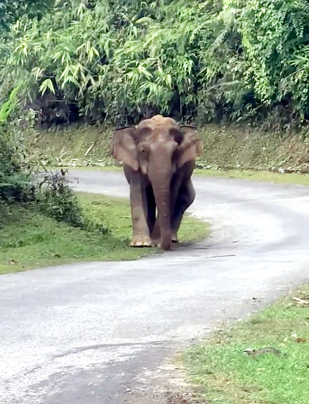 Con voi cái hơn 30 tuổi thong dong đi dạo trên tỉnh lộ khiến người đi đường bất an  - ẢNH: KHÁNH TRUNG