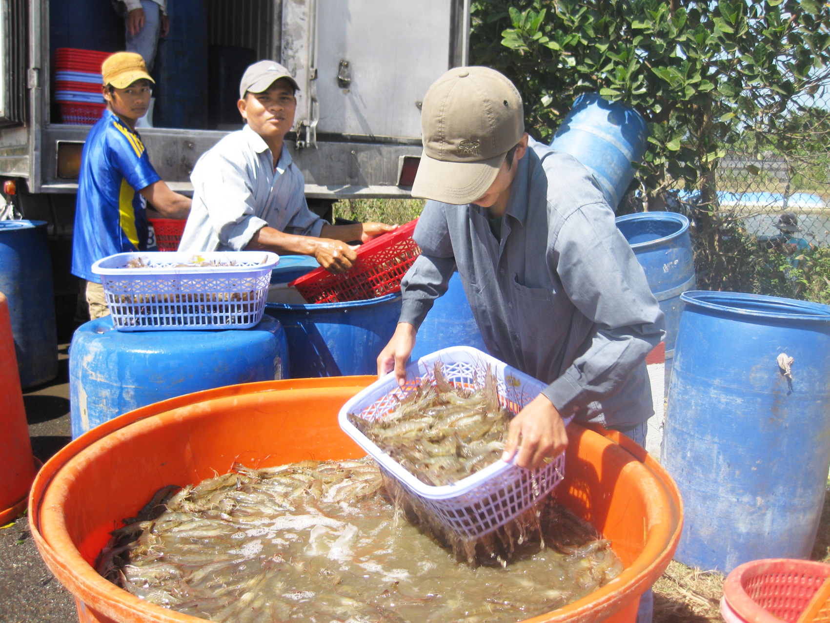 Giá tôm ở đồng bằng sông Cửu Long đang giảm do các doanh nghiệp xuất khẩu gặp khó khăn về thị trường - ẢNH: H.L