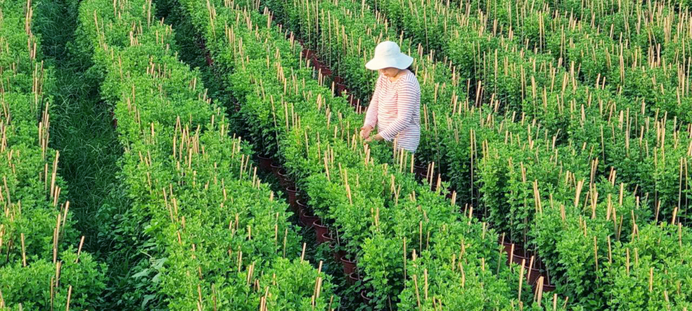 Chị Huỳnh Thị Bích - chủ một vườn hoa ở quận 12, TPHCM - trồng gần 20.000 chậu hoa các loại để bán sỉ và lẻ dịp tết Quý Mão 2023 - Ảnh: N.C