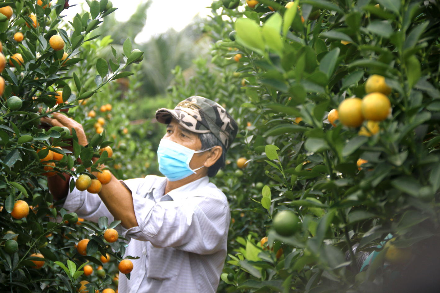 Vườn tắc kiểng ở xã Cẩm Hà đang phát triển tốt, hứa hẹn cho trái đều, đẹp, chín đúng tết