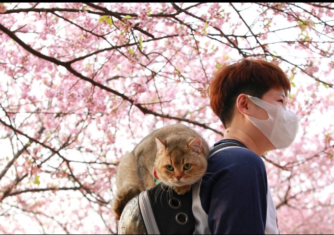 Một chú mèo cưỡi trên ba lô của một người bạn dưới tán hoa anh đào ở Nam Kinh vào ngày 13 tháng 3 năm 2022. Ảnh: AFP