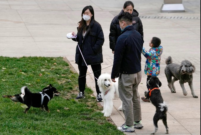 Người dân dắt chó đi dạo ở Khu thương mại trung tâm của Bắc Kinh vào ngày 21 tháng 11 năm 2022. Mèo hiện chiếm tỷ lệ thú cưng lớn hơn chó, theo Deloitte. Ảnh: AP