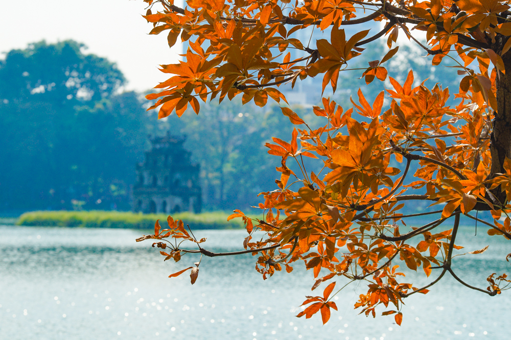 Hà Nội đang ở độ thời tiết đẹp khi nắng ráo ban ngày, thích hợp cho việc đi dạo, ngắm và chụp ảnh với cây lộc vừng đang mùa đổ lá.