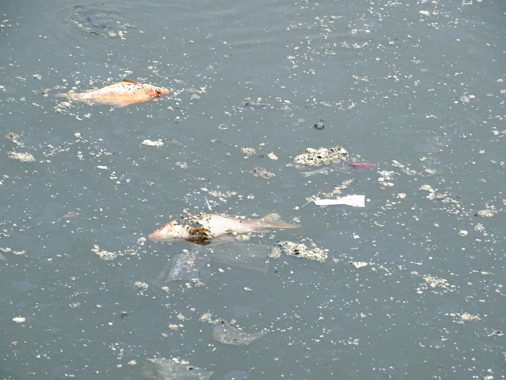 Cá chết nổi trên kênh Nhiêu Lộc - Thị Nghè sau một trận mưa do nguồn nước bị ô nhiễm