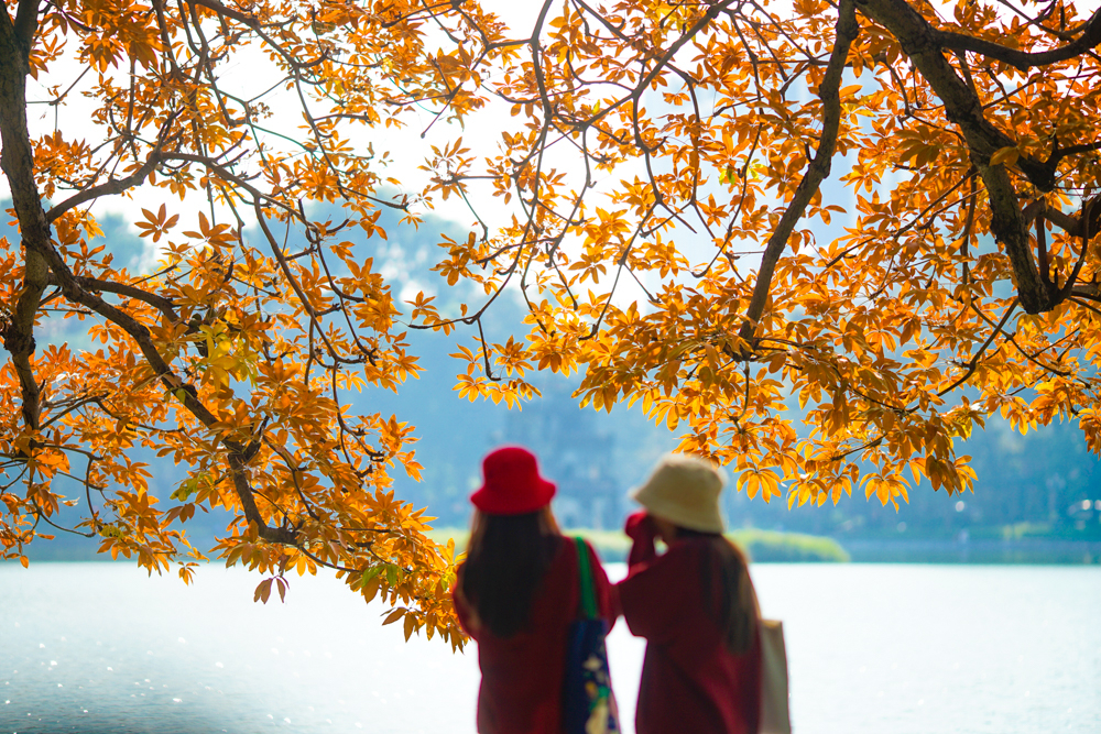Đã rất lâu rồi, người Hà Nội mới lại trông thấy hình ảnh cây lộc vừng 9 gốc bên Hồ Gươm đổ lá đẹp như mơ.