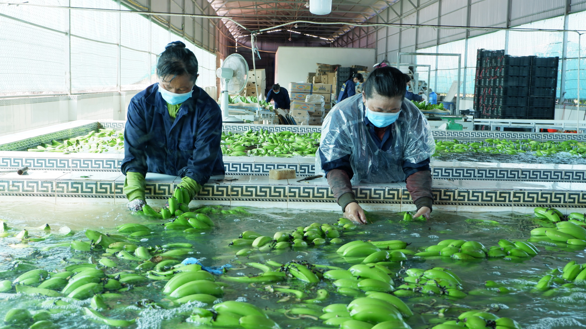 Thu hoạch và phân loại chuối phục vụ xuất khẩu ở An Giang 