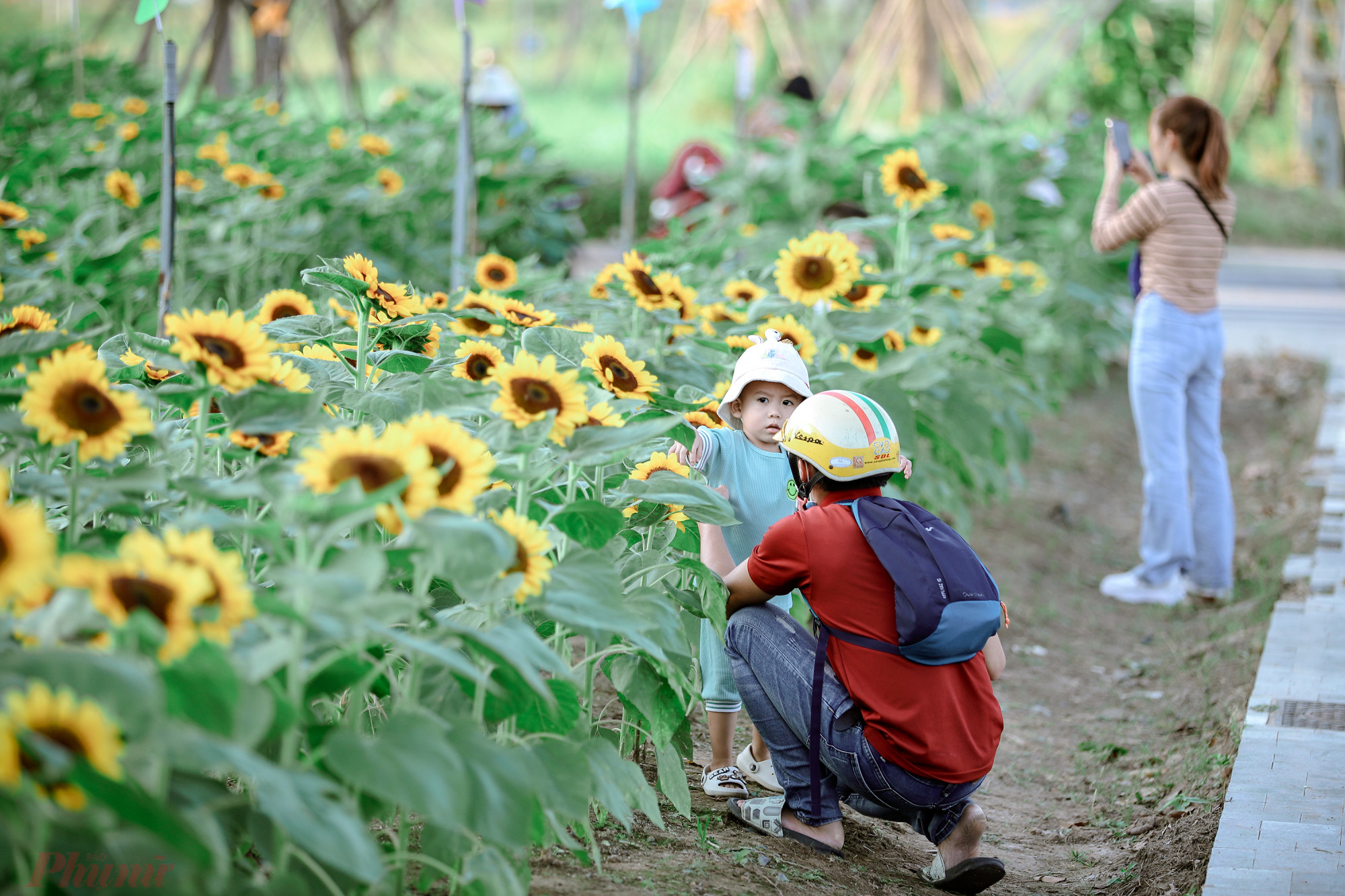 Nhiều phụ huynh cũng dẫn con nhỏ đến vui chơi và chụp hình. Theo đại diện quản lý vườn hoa, thời gian nở rộ nhất của hoa hướng dương từ ngày 27/12.