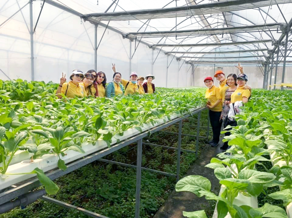 Chị em hội viên phụ nữ tham quan và học hỏi  kinh nghiệm trồng rau tại một vườn rau thủy canh