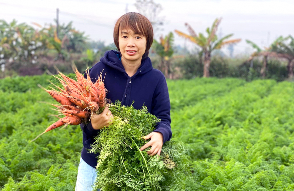 Cà rốt trồng theo phương pháp thuần hữu cơ của vợ chồng chị Duyên, anh Chinh