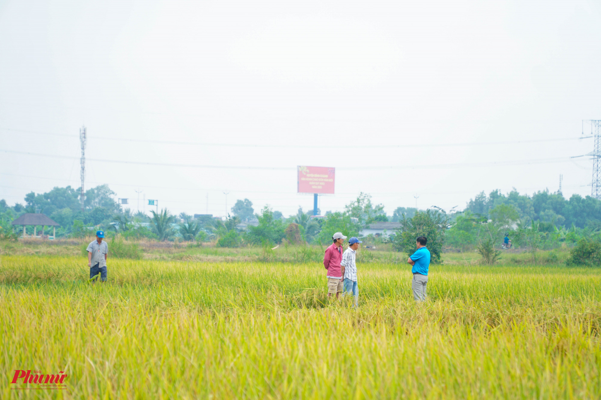 Cánh đồng lúa vàng ươm tại thị trấn Tân Túc (huyện Bình Chánh) đến ngày thu hoạch
