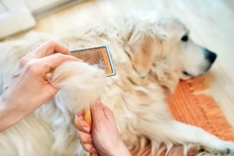 Kiểm soát lông chó của bạn ngay từ đầu Nếu ngay từ đầu, bạn có thể ngăn những sợi lông rụng trên lông chó không bay quá xa, thì bạn có thể kiểm soát tốt hơn việc lông vương vãi khắp đồ đạc trong nhà. Đây là hai cách bạn có thể làm điều đó.  Chải lông cho chó của bạn thường xuyên Điều này có thể hiển nhiên, nhưng nó thực sự quan trọng! Hãy chắc chắn rằng có một thùng rác gần đó, hoặc nếu thời tiết đẹp, hãy đưa chó của bạn ra ngoài và chải lông cho nó . Rất có thể anh ấy cũng sẽ thích sự nuông chiều hơn nữa.