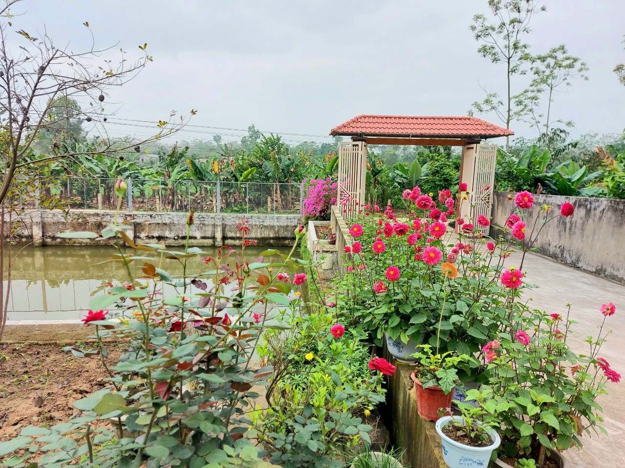 Vườn nhà của gia đình bố mẹ Lữ Mai luôn bừng sắc hoa