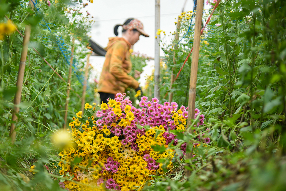 Những ngày gần đây, thời tiết thay đổi thất thường nên ảnh hưởng đến chất lượng hoa và thời điểm thu hoạch. Để hoa nở vào đúng dịp Tết Nguyên đán, hầu hết ruộng hoa tại đây đều được trồng trong nhà lưới hoặc thắp đèn vào buổi tối.
