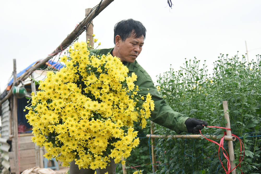 Nhiều chủ vườn đều nhận định, năm nay thời tiết không được thuận lợi nên việc thu hoạch cũng thất thường. Trong khí đó, mỗi lần đến dịp thu hoạch đại trà thì còn phụ thuộc vào mức tiêu thụ.