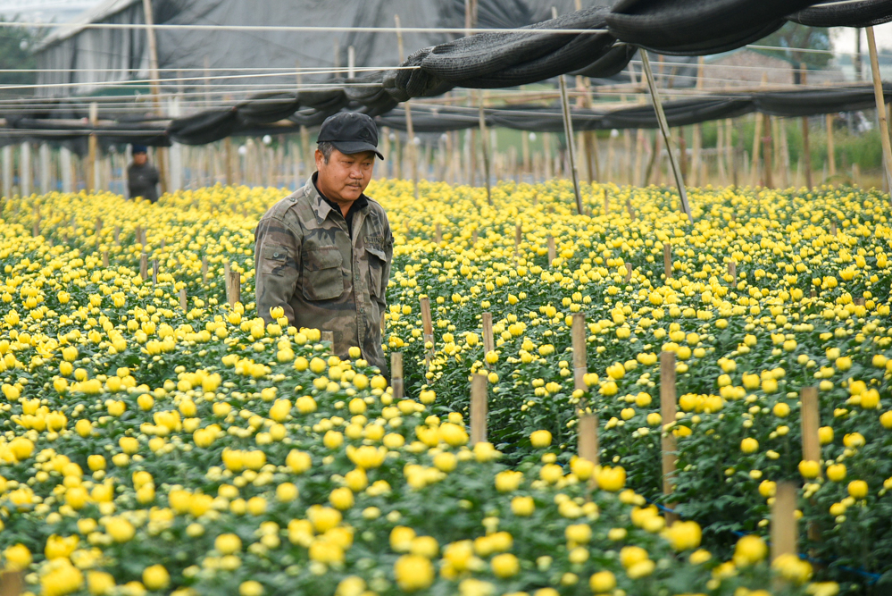 Thời gian này, người nông dân ở làng hoa Tây Tựu (quận Bắc Từ Liêm, Hà Nội) đang hối hả chăm sóc cây để chuẩn bị cho mùa thu hoạch hoa lớn nhất trong năm. 