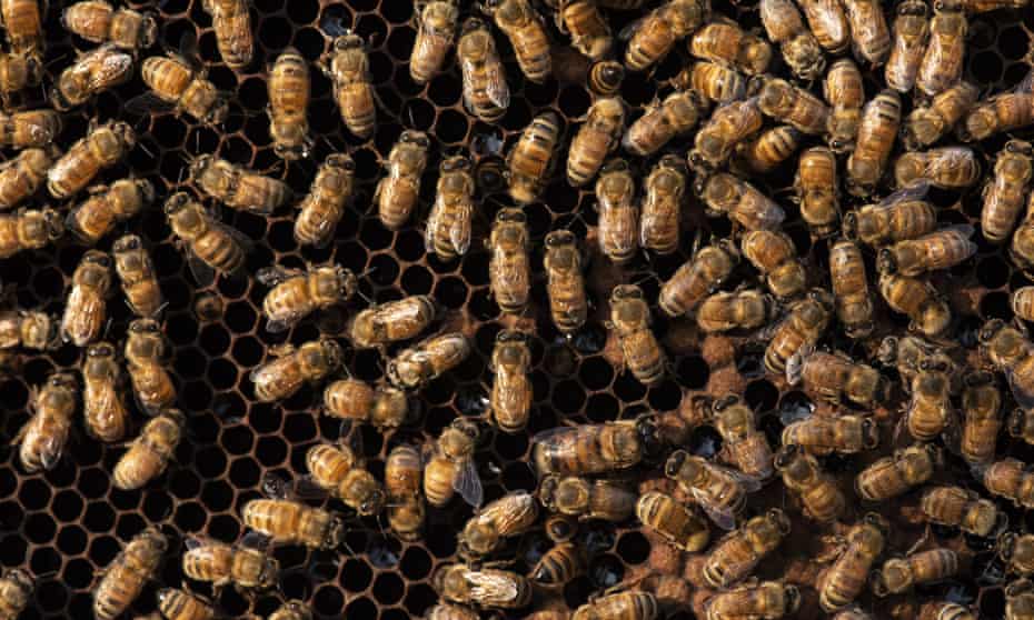 Vắc xin dành cho ong mật Mỹ chống lại những căn bệnh thường xuyên tàn phá các đàn ong
