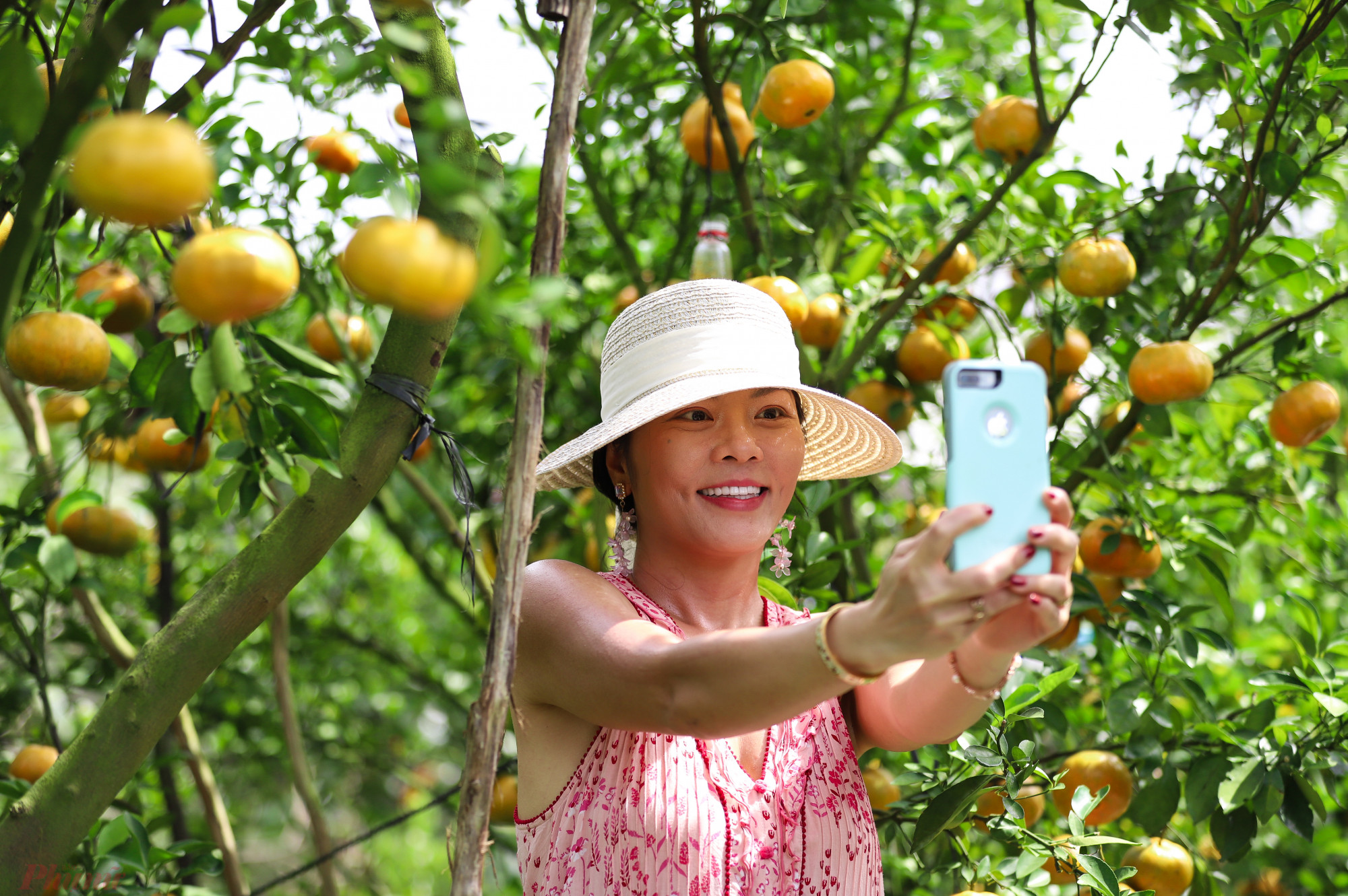 Chị Trinh, Việt kiều Mỹ tỏ ra thích thú, không ngừng chụp hình trước vườn quýt sai trái, vàng ươm. 