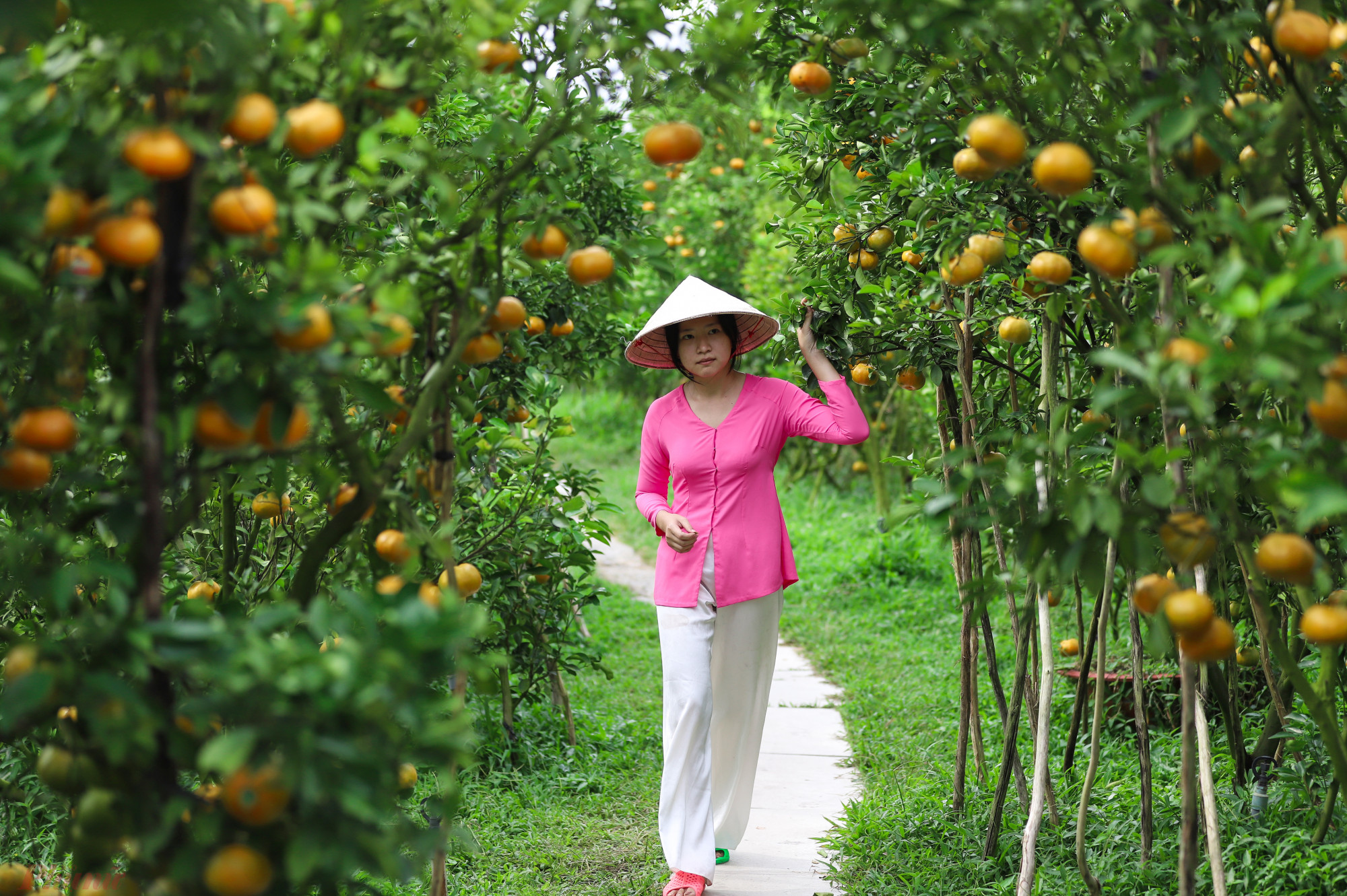 Huyện Lai Vung, tỉnh Đồng Tháp là địa phương trồng quýt hồng quy mô lớn và nổi tiếng ở miền Tây. Vào thời gian này, quýt hồng chín vàng ươm, bắt đầu bước vào mùa thu hoạch.