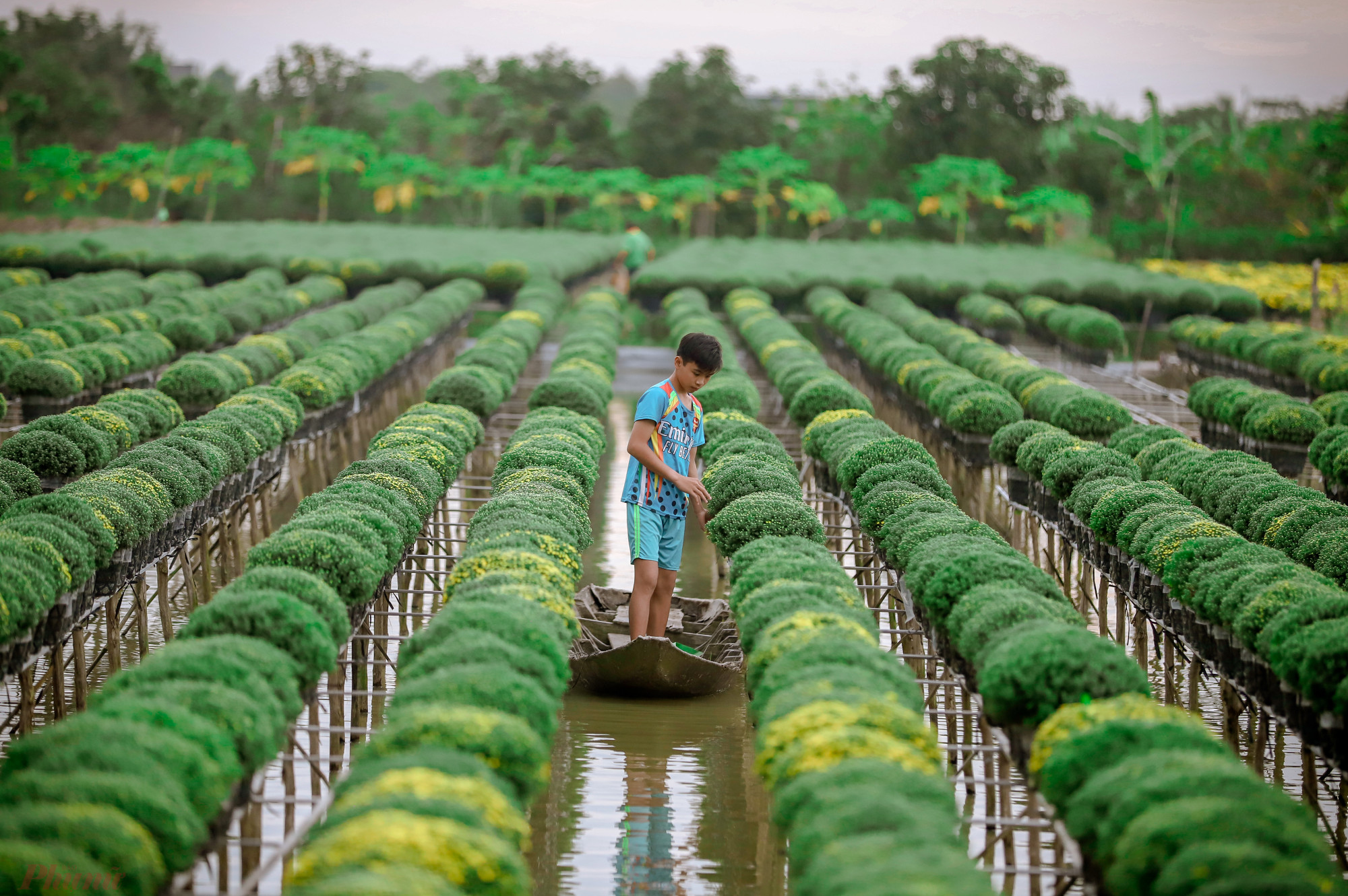 Ở Sa Đéc, dân trồng cúc mâm xôi trong chậu đặt trên giàn, dưới là ruộng nước, thuận tiện cho người dân chèo xuồng giữa các luống hoa để tưới nước.