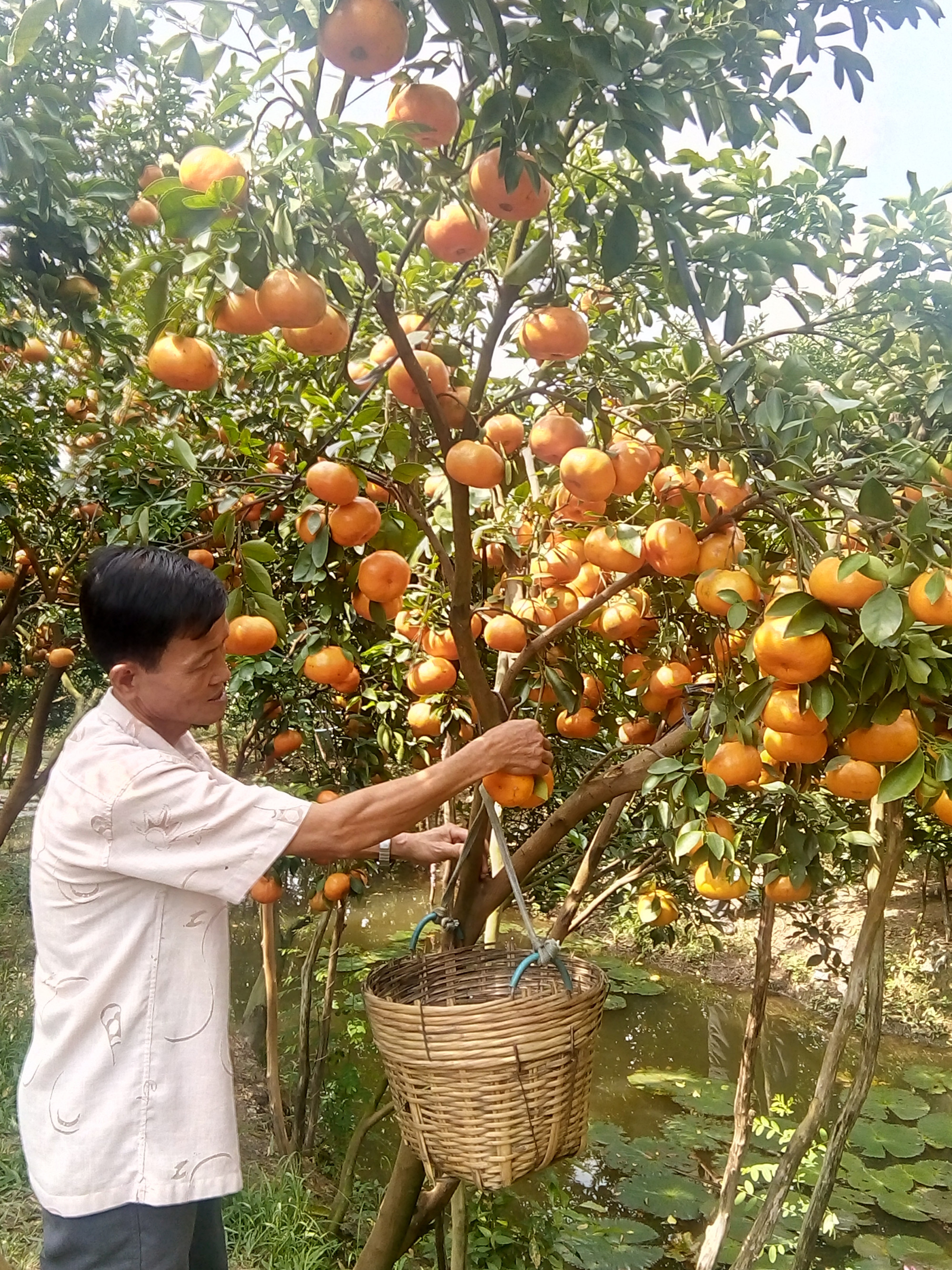 Huyện Lai Vung đang khôi phục lại vùng chuyên canh quýt hồng đặc sản 
