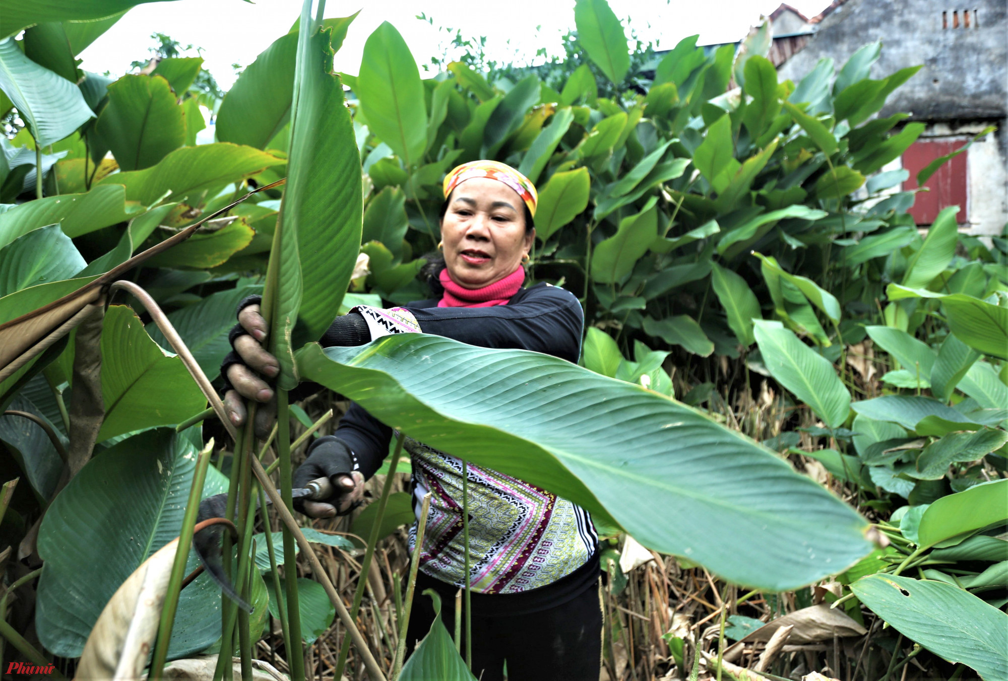 Bà Chu Thị Hoài (trú thôn Vĩnh Phúc) cho biết, với hơn 2 sào cây lá dong, năm nay gia đình bà ước tính cắt được hơn 30.000 lá cung ứng cho khách hàng. Lá dong năm nay đẹp, bản to, ít sâu bệnh hơn các năm trước song đến nay vẫn còn khá ít khách đặt mua, chủ yếu là người quen lâu năm đặt.