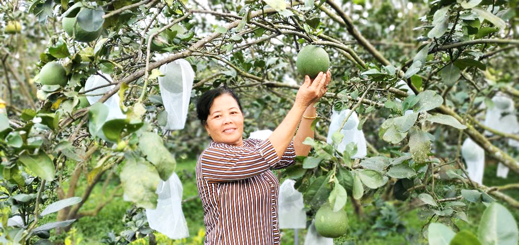 Chị Nguyễn Thị Loan trong vườn bưởi sắp cho trái vào dịp tết 