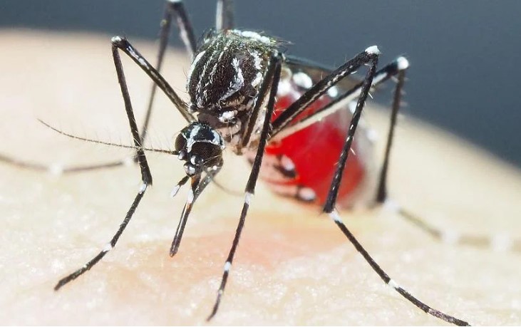 Nghiên cứu mới cảnh báo, muỗi truyền bệnh sốt xuất huyết và các loại virus khác đã phát triển khả năng kháng thuốc diệt côn trùng ngày càng tăng ở các vùng của châu Á. ẢNH: AFP