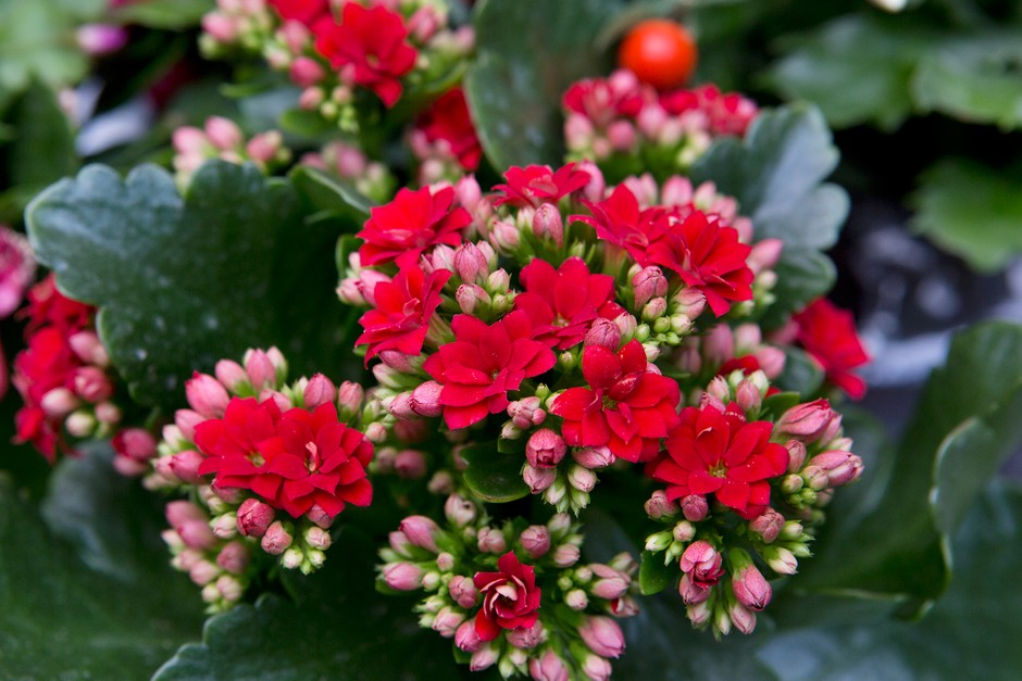 Được biết đến với cái tên wan zi gian hong – có nghĩa là hàng ngàn, hàng triệu màu đỏ và tím liên quan đến những bông hoa nhỏ của nó – kalanchoe là một loại cây dễ trồng và được cho là mang lại sự giàu có và thịnh vượng .