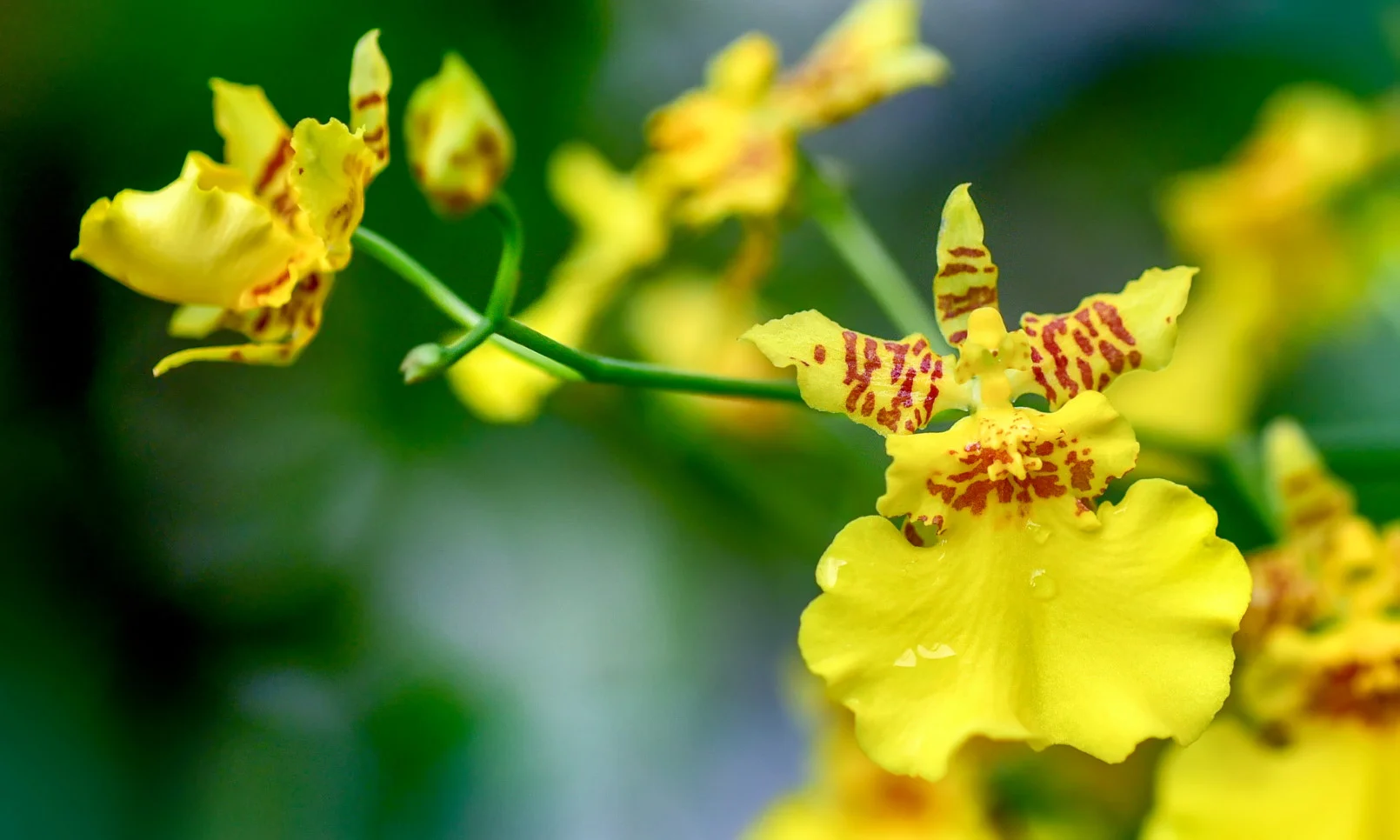 Hoa Lan Oncidium  25/11 _ _ Còn được gọi là Dancing Ladies, những bông hoa lan nhỏ màu vàng này trông giống như chúng đang mọc ra những đồng tiền vàng.  Bên cạnh hình dáng đẹp mắt, hoa lan từ lâu đã được coi là biểu tượng của sự sinh sôi và phong phú.