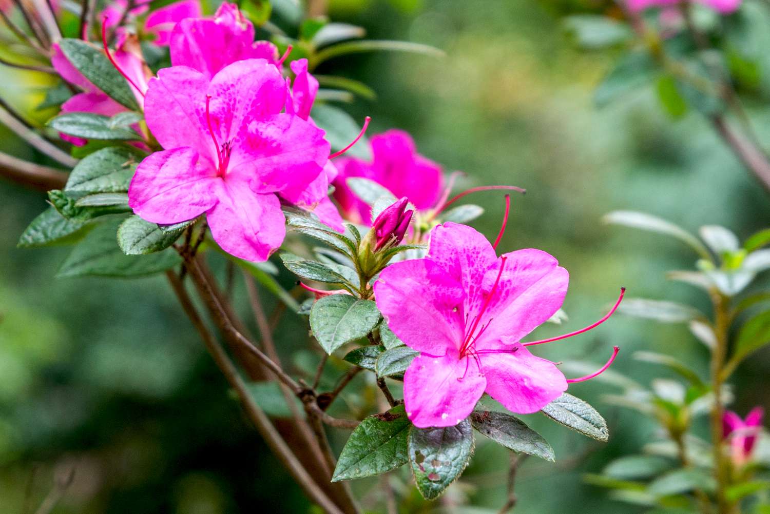 Những bông hoa rực rỡ này thường nở đồng thời và điều này thường được coi là biểu tượng của sự hài hòa. Chúng có nhiều màu sắc tươi sáng khác nhau, chẳng hạn như các sắc thái nổi bật của màu hồng.  Mẹo chăm sóc: Giữ cây ở những nơi nửa bóng râm như ban công. Tưới nước mỗi ngày thay thế và giữ cho đất ẩm.