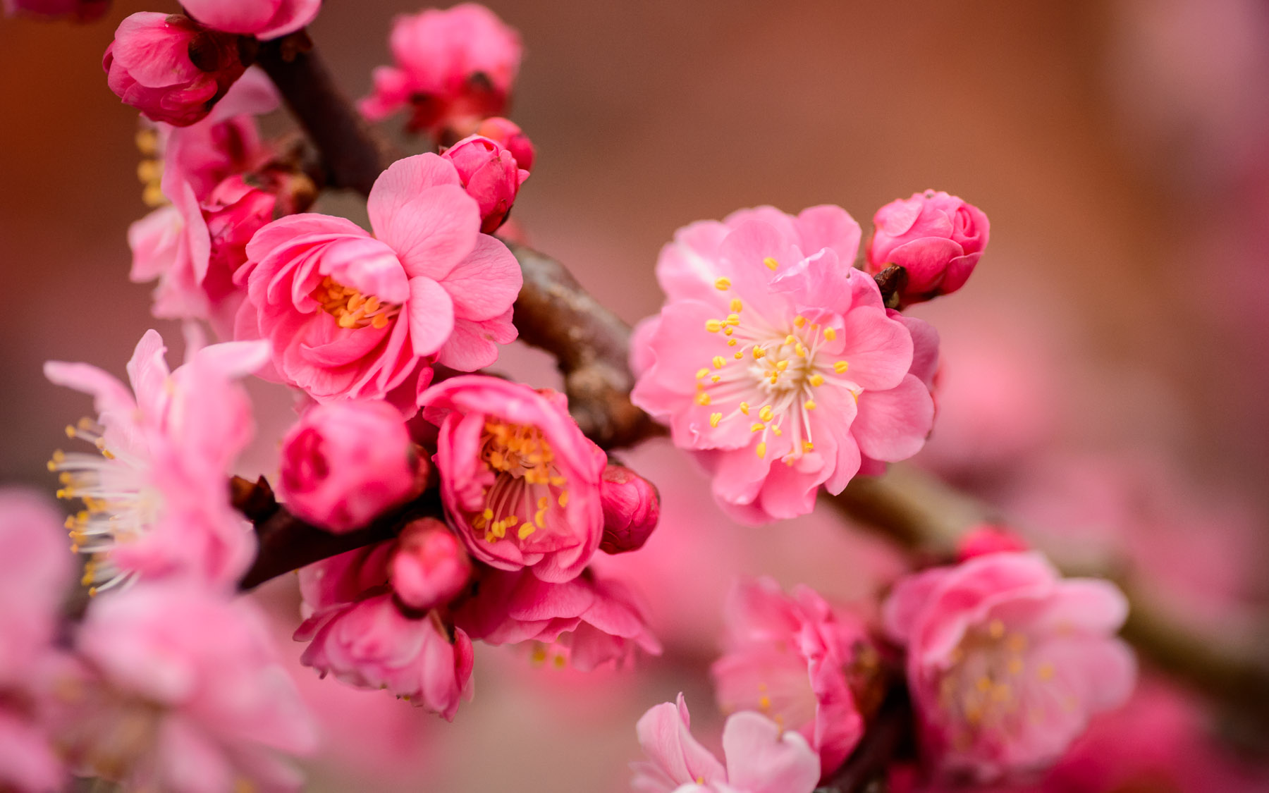 Mặc dù giống hoa này trông giống với hoa đào, nhưng hoa mận lại khác ở chỗ chúng mọc riêng lẻ và không có thân mà mọc thẳng ra từ cành. Những bông hoa màu hồng tươi sáng này tượng trưng cho sự kiên trì và đáng tin cậy, và là một trong những loài hoa biểu tượng quan trọng nhất đối với người Trung Quốc. Hoa mai, cùng với hoa lan (tinh khiết), trúc (ngay thẳng) và hoa cúc (khiêm tốn), tạo thành 'tứ quý' vì hình ảnh của chúng thường được sử dụng trong các tác phẩm văn học và nghệ thuật đại diện cho các đức tính được coi trọng trong truyền thống Trung Quốc.