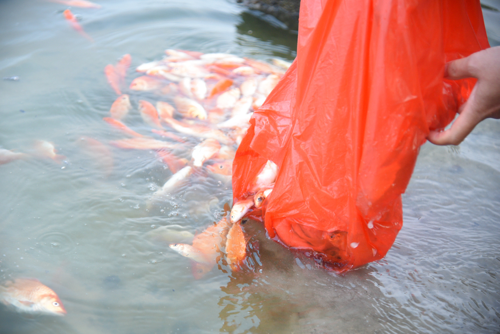 Ghi nhận của PV, trong ngày 14/1, nhiều người dân tại Hà Nội nô nức đến các ao hồ để thả cá chép.