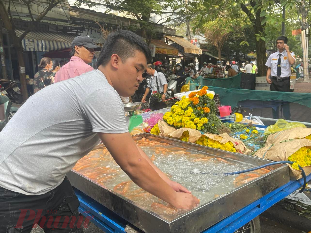 Cá chép sống 70.000 đồng/3 con nhưng ít khách mua - Ảnh: Nguyễn Cẩm.