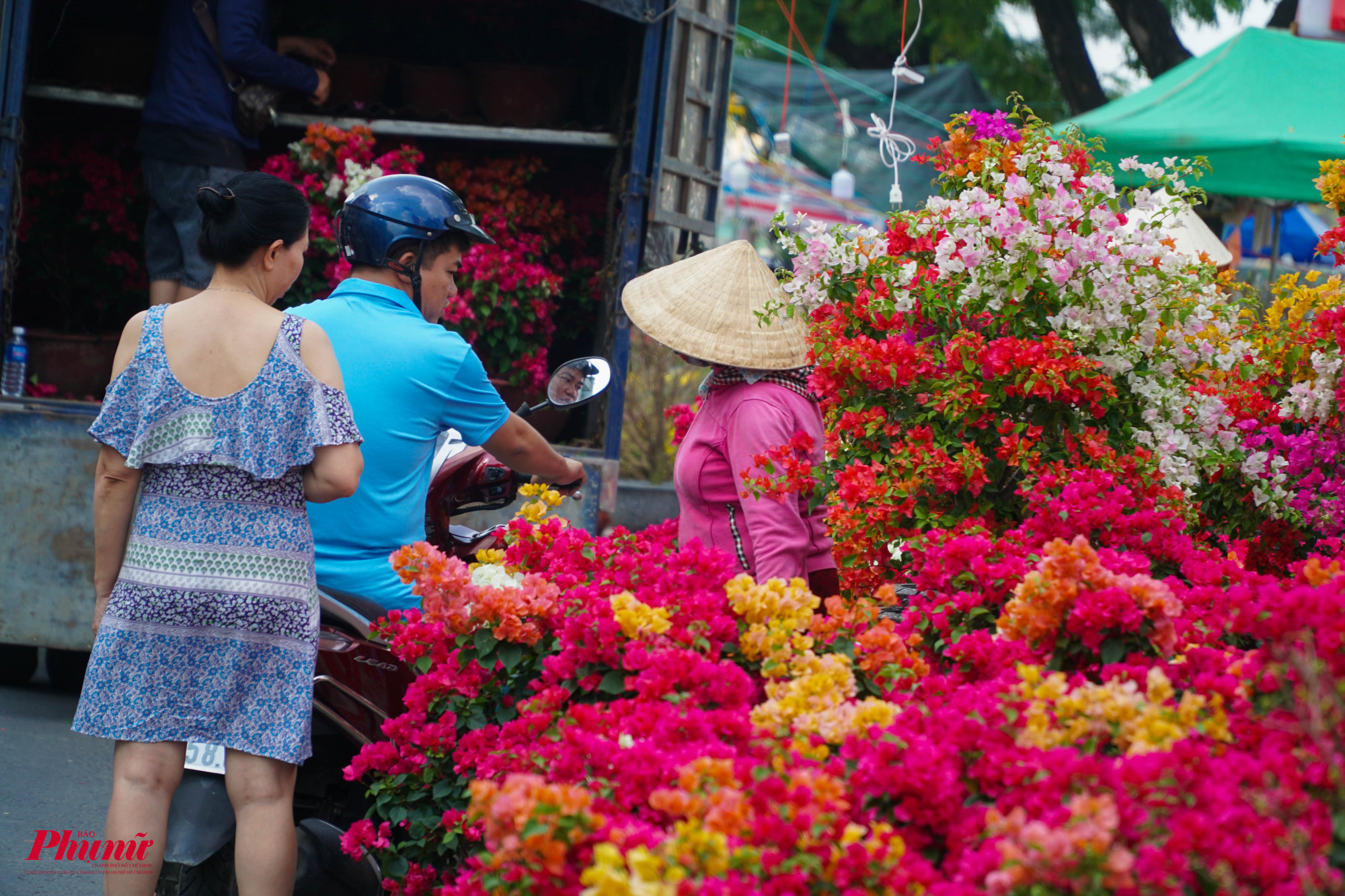 Hoa giấy tại Hội hoa có giá từ 200.000 đồng tuỳ loại, màu hoa và kích thước cây
