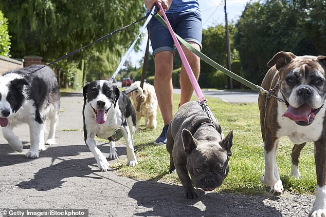 Đừng quên dắt chó đi dạo thường xuyên nếu bạn nuôi chúng ở Ý - Ảnh: Daily Mail 