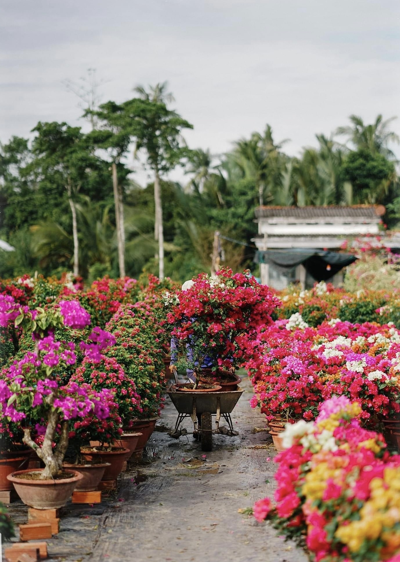 Những ngày cận tết, không khí nơi đây lúc nào cũng tất bật, nhộn nhịp. Năm nay, hoa ra đúng thời điểm, nhiều hoa và màu sắc đẹp. 