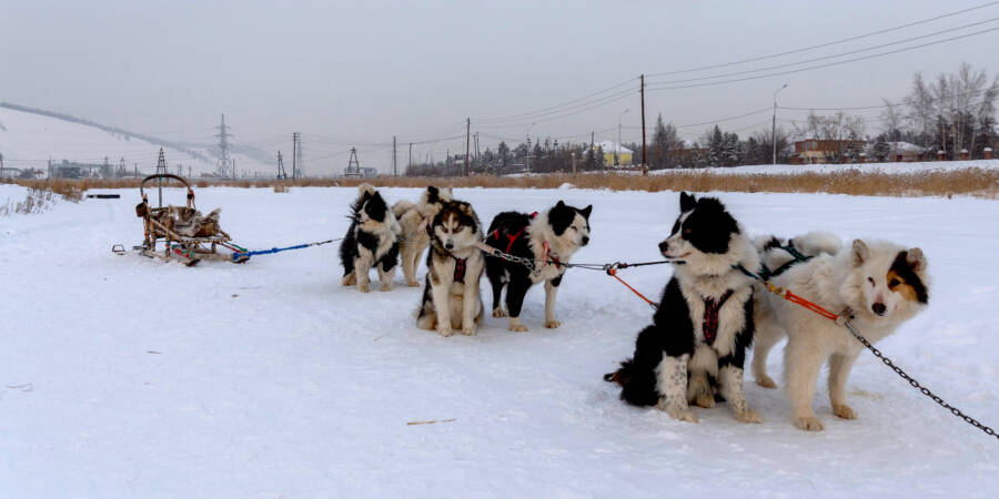 Chó kéo xe vẫn được sử dụng, đặc biệt là ở các vùng nông thôn bên ngoài Yakutsk.