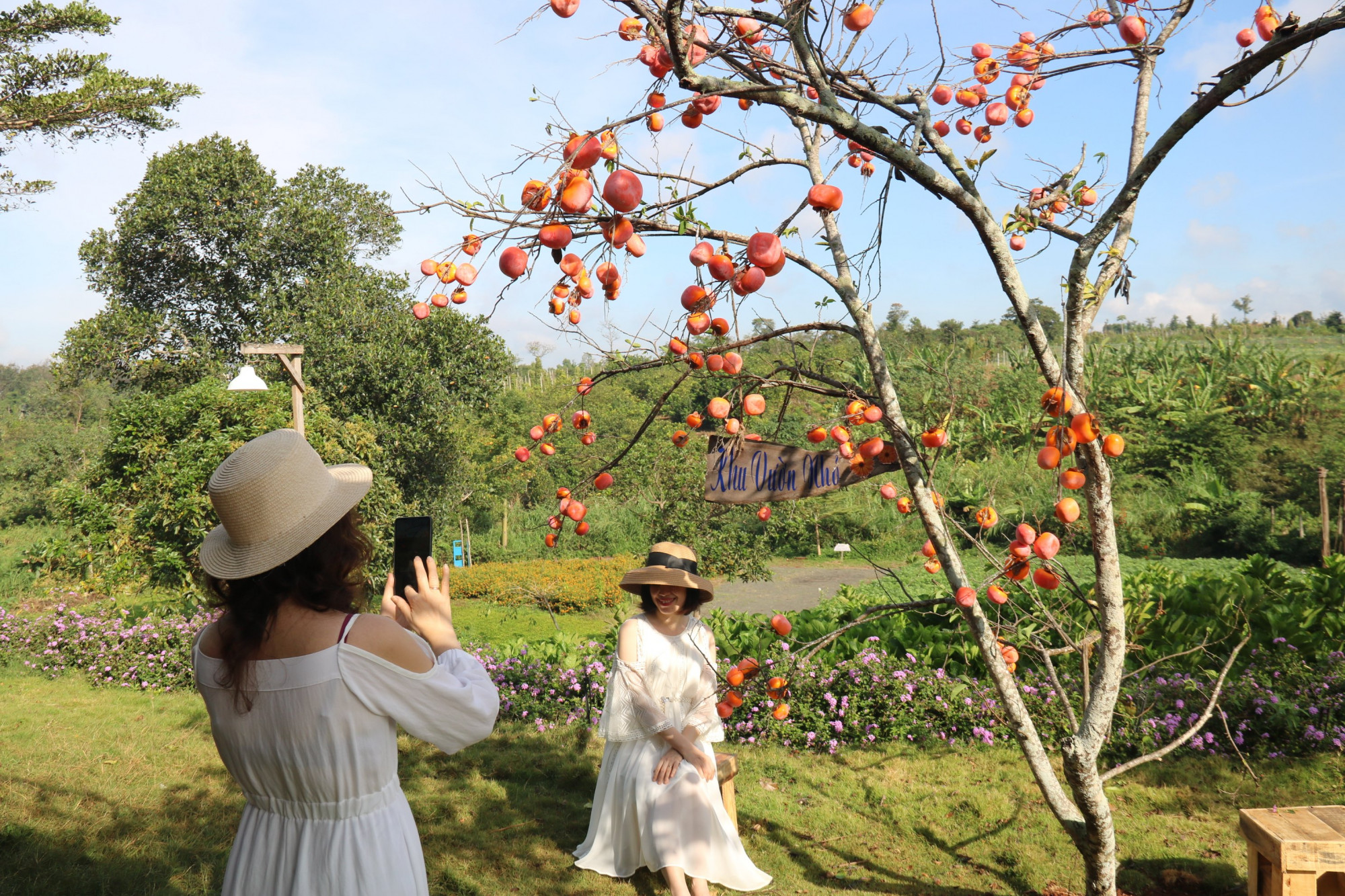 Mỗi ngày, khu vườn nhỏ thu hút hàng trăm khách thăm quan