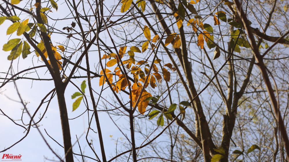 Những chiếc lá xanh gần như cuối cùng trên cành đang chuyển sang màu cam vàng rực rỡ. Đến cuối tháng 2 năm sau, khi những mầm non đâm chồi, cả khu rừng sẽ lại xanh mướt.