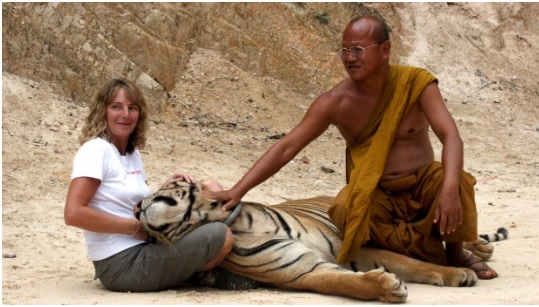 Tương tác với những kẻ săn mồi đỉnh cao Ở đâu: Thái Lan, Nam Phi  TỶ GIÁ BỔ SUNG CÓ THỂ ÁP DỤNG CHO VIỆC SỬ DỤNG HÌNH ẢNH.  Du khách vỗ hổ tại Forest Temple hay còn gọi là 'Tiger Temple.'  2010 (Hình ảnh AAP/John Borthwick) KHÔNG LƯU TRỮ tra3-online-động vật phi đạo đức về động vật hoang dã và trải nghiệm động vật cho khách du lịch Ảnh: AAP  Gần đây, một số độ bóng đã làm mất đi những bức ảnh tự sướng về hổ khi những người trên Tinder tạo dáng với Tigger cảm thấy xấu hổ và Đền Hổ gây tranh cãi của Thái Lan (ảnh trên) đã đóng cửa. Tuy nhiên, nó được cho là đã mở cửa trở lại như một sở thú và nhiều công viên hổ khác vẫn tiếp tục hoạt động trên khắp đất nước, thu hút rất nhiều khách du lịch đến vỗ về, thúc giục và chụp ảnh với những con non và con trưởng thành. Ngoài ra còn có một xu hướng mới nổi là vuốt ve và đi dạo với những con sư tử bị giam cầm ở một số quốc gia châu Phi.  Sự tương tác như vậy với con người là không tự nhiên đối với những kẻ săn mồi đỉnh cao, vì vậy nhiều phương pháp khác nhau được sử dụng để giữ mọi thứ tương đối an toàn. Đàn con được tách khỏi mẹ sau vài tuần và được nuôi dưỡng bằng tay để khuất phục bản năng của chúng. Chúng thường bị nhốt trong lồng hoặc chuồng khi không được trưng bày, và các công viên dành cho hổ cũng bị cáo buộc thường xuyên dùng thuốc an thần cho động vật.