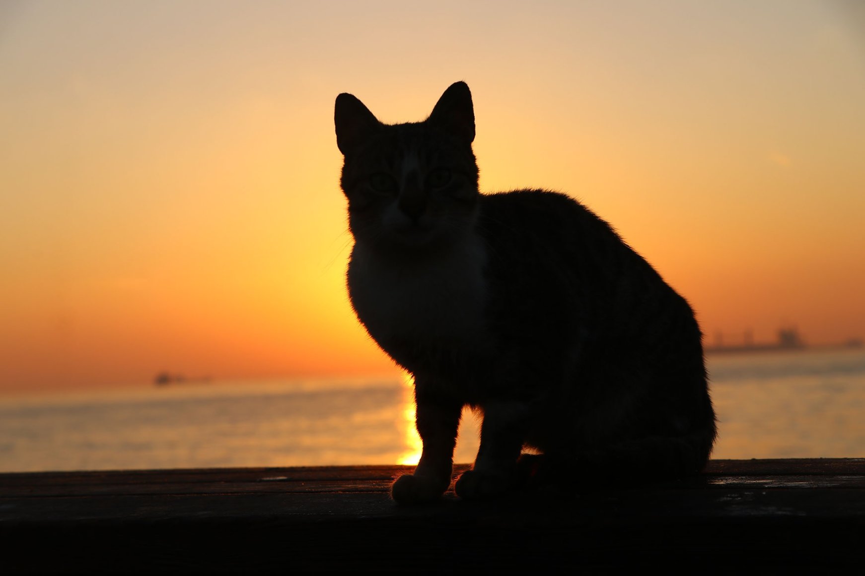Một chú mèo đang ngồi ngắm bình minh bên bờ biển ở thành phố Tekirdağ.