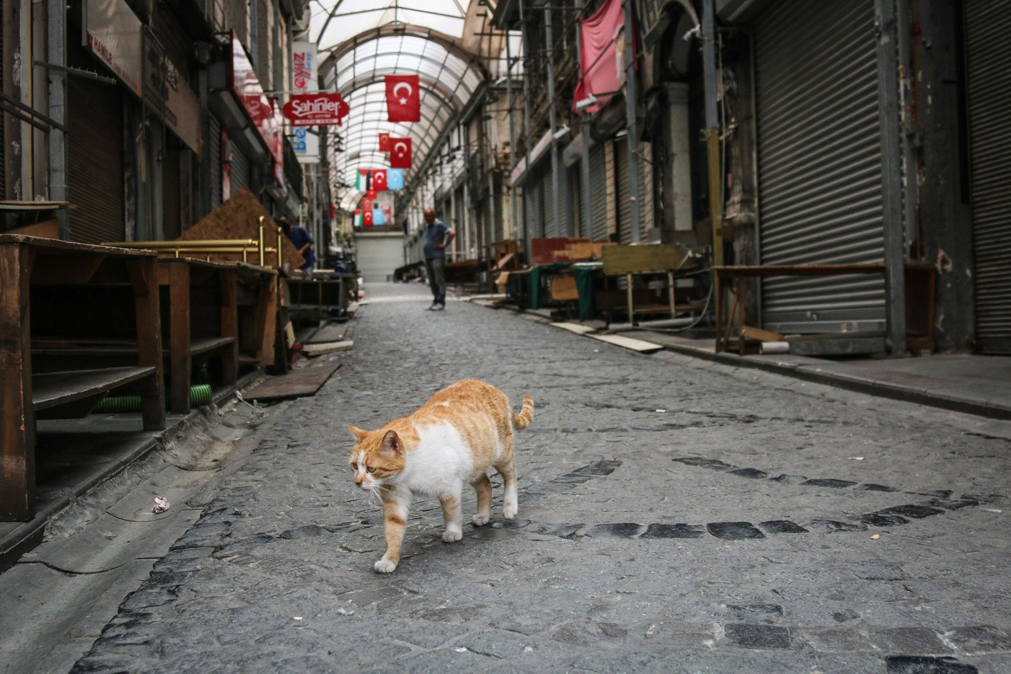 Một con mèo đang đi trên con phố vắng trong thời điểm Thổ Nhĩ Kỳ đang bị phòng tỏa vì COVID-19 vào tháng 6/2022