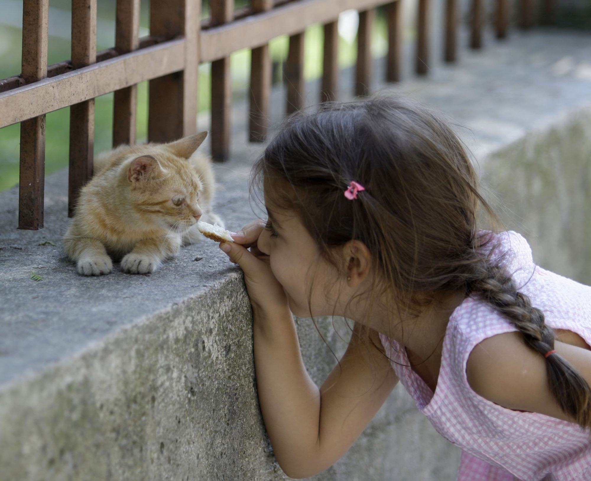 Một cô bé đang cho chú mèo hoang ăn cạnh bức tường của một nhà thờ Hồi giáo ở Istabul 
