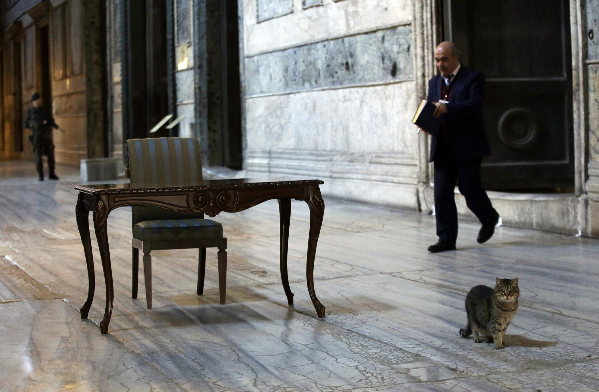 Mèo bên trong  nhà thờ Byzantine ở Istanbul 