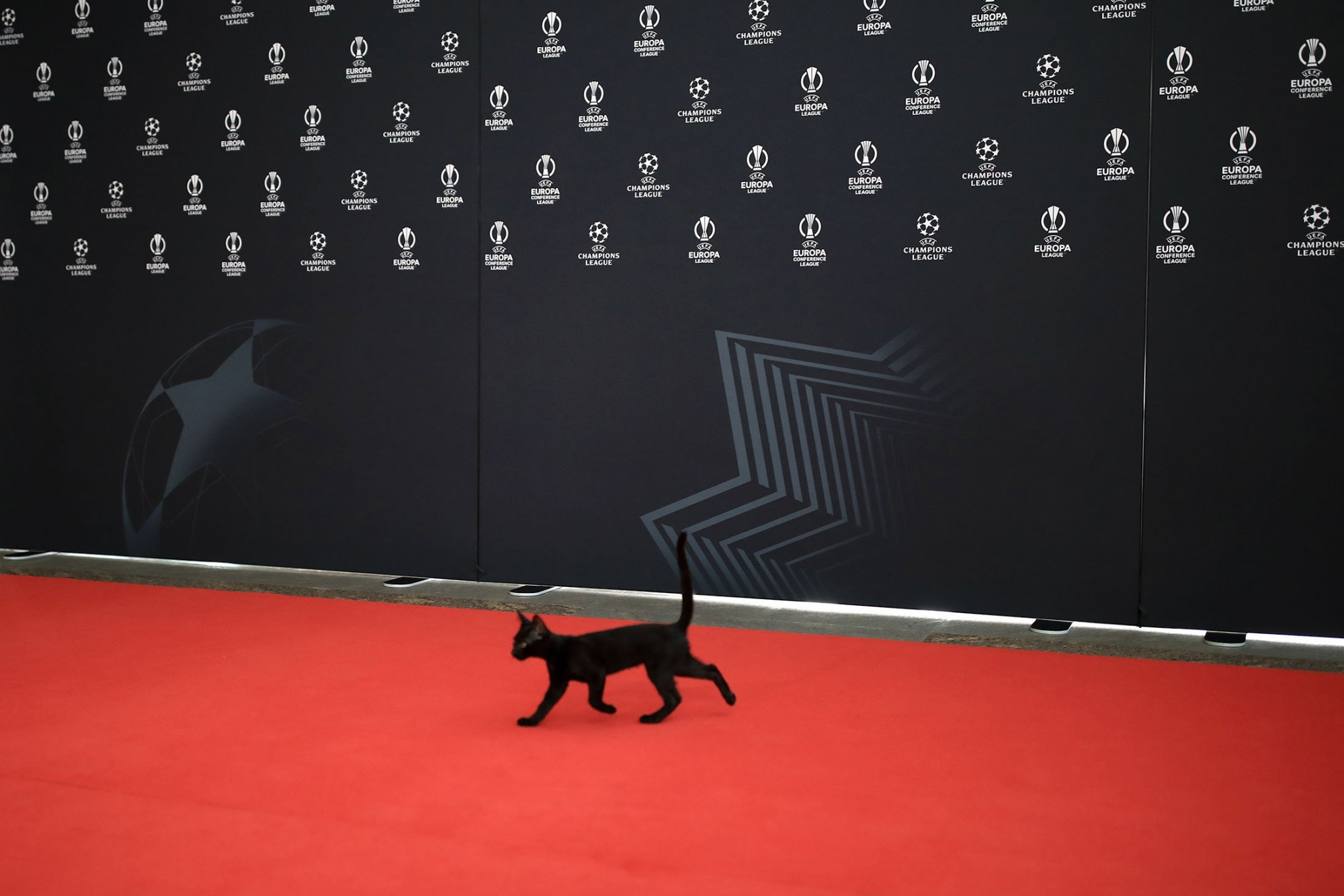 Mèo xuất hiện trên thảm đỏ trong một sự kiện nghệ thuật được tổ chức ở Istanbul 