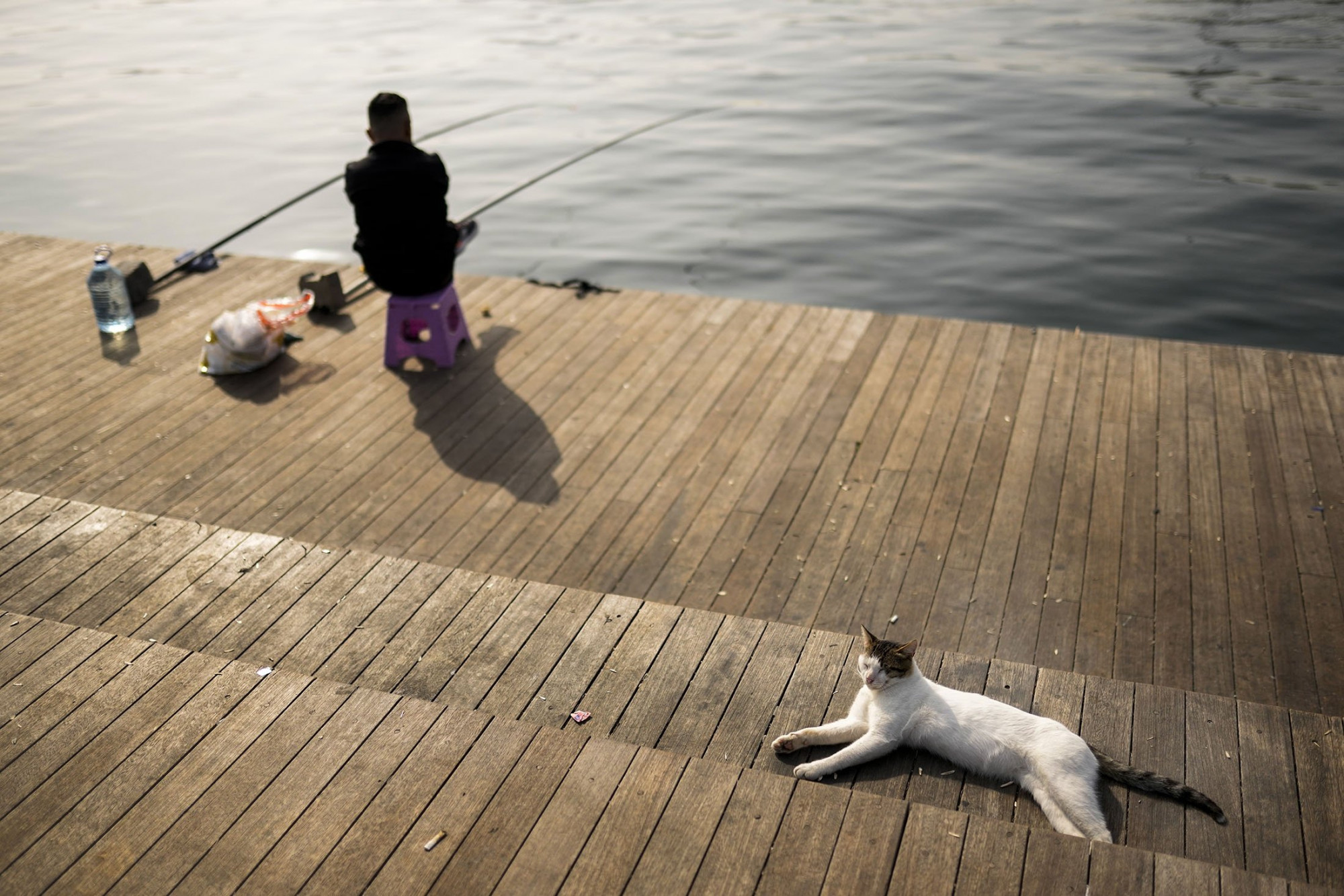 Mèo nằm phơi nắng ở một địa điểm câu cá dành cho người dân địa phương 
