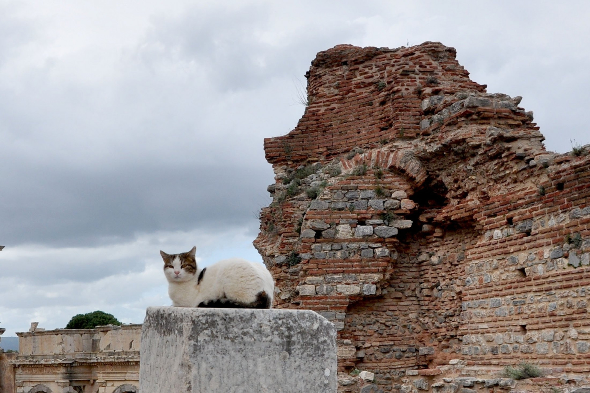 Mèo ở một địa điểm du lịch của Thổ Nhĩ Kỳ 