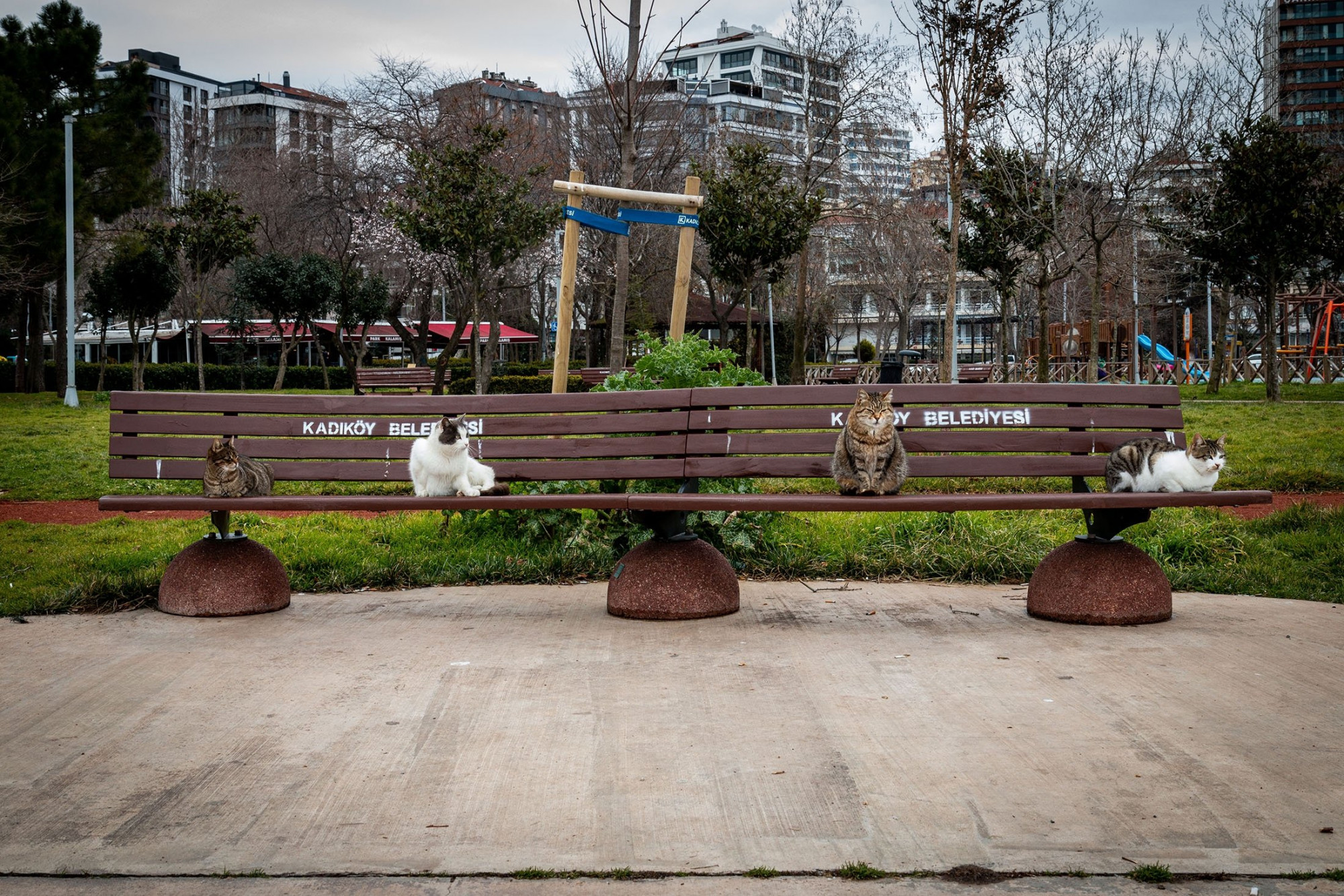 Những chú mèo hoang đang ngồi sưởi năng tại quảng trường Taksim, Istanbul